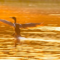 Cormoran vigua