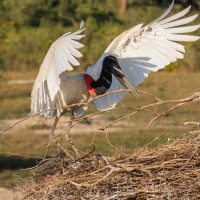 Jabiru d'Amérique