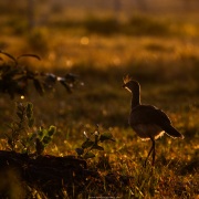 Cariama huppé