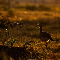 Cariama huppé