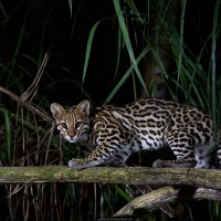 Ocelot