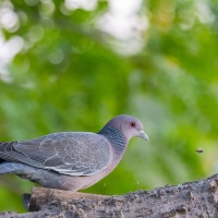 Pigeon picazuro