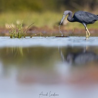 Aigrette bleue