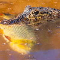 Caïman et son dorado