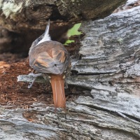 Picotelle à gorge blanche