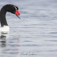 Cygne à cou noir