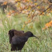 Râle à bec ensanglanté