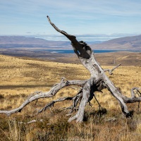 Parc Torres del Paine: après les incendies dévastateurs