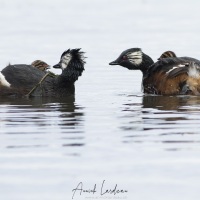 Grèbes de Rolland et leurs poussins, Patagonie