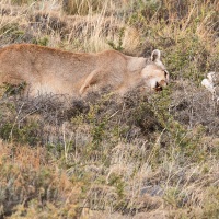 Puma mangeant un guanaco