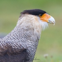 Caracara huppé: portrait