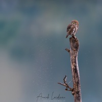 Chevêchette australe