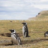 Manchot de Magellan, Isla Magdalena