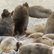 Otaries à fourrure, Isla Marta