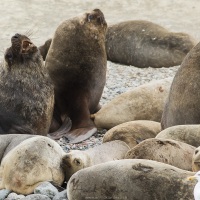 Otaries à fourrure, Isla Marta