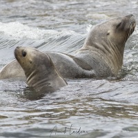 Otaries à fourrure, Isla Marta