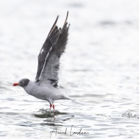 Goéland de Scoresby