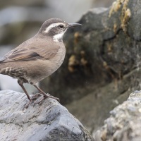 Cincle à ventre sombre