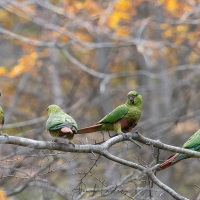 Conure magellanique