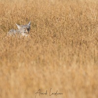 Renard gris d'Argentine