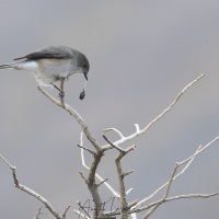 Pépoaza oeil-de feu recrachent une pelotte