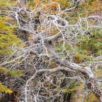 Arbre mort et couleurs d'automne