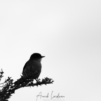 Pépoaza oeil-de-feu