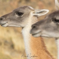 Guanaco