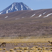 Vigognes - Désert d'Atacama