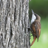 Picotelle à gorge blanche