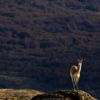 Guanaco