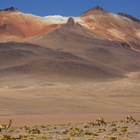 Vigogne et montagnes colorées