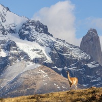 Guanaco