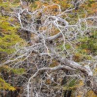 Arbre mort et couleurs d'automne