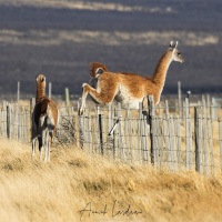 Guanaco