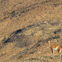 Guanaco
