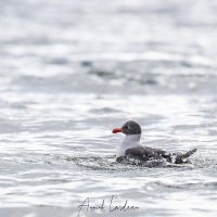 Goéland de Scoresby