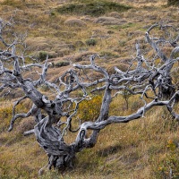 Parc Torres del Paine: après les feux dévastateurs