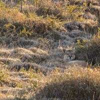 Puma au repos