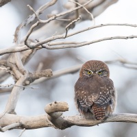 Chevêchette australe