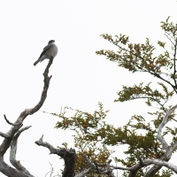 Pépoaza oeil-de feu