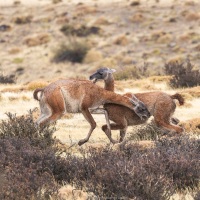 Guanaco: altercation entre deux mâles