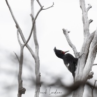 Pic de Magellan: femelle