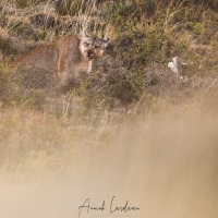 Puma mangeant un guanaco