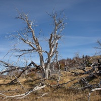parc Torres del Paine: dégats d'incendie