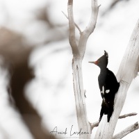 Pic de Magellan: femelle