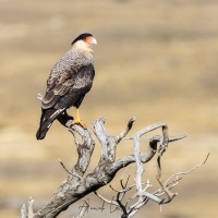 Caracara huppé