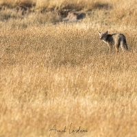Renard gris d'Argentine