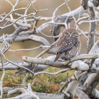 Chevêchette australe