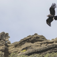 Condor des Andes